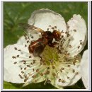 Sicus ferrugineus - Gemeine Breitstirnblasenkopffliege 06.jpg